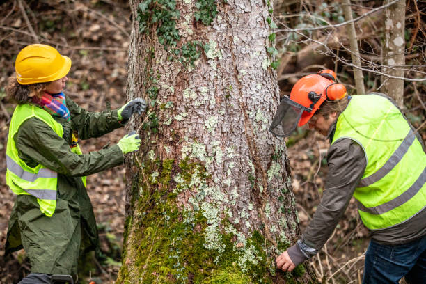 Best Tree Removal  in Brooklyn, OH