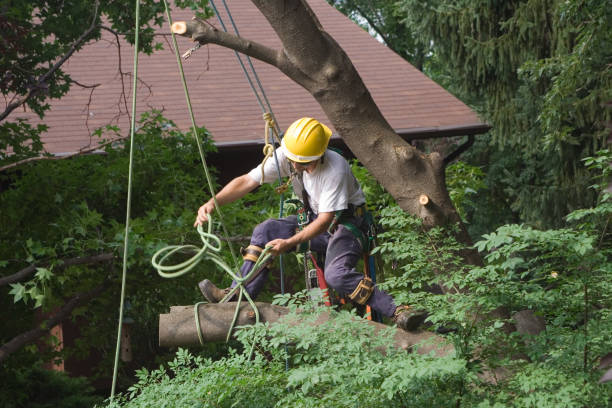 Best Weed Control  in Brooklyn, OH